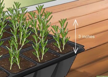 how do you plant rosemary seeds