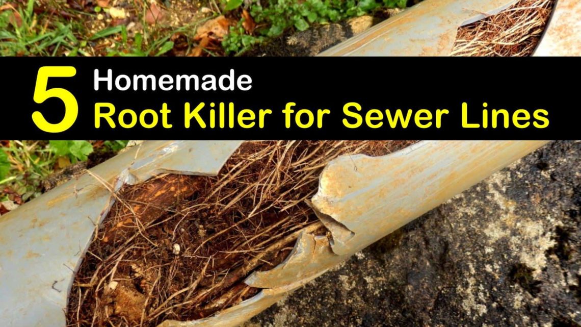 What is the fastest way to kill roots in a sewer line?