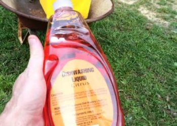 killing yellow jackets with soapy water