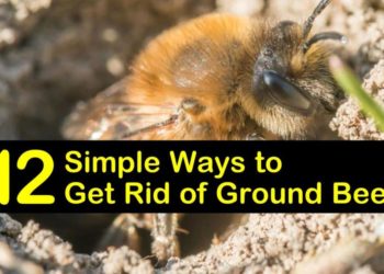 how to kill a beehive