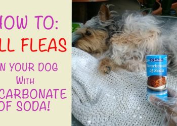 can you put salt on your dog to kill fleas