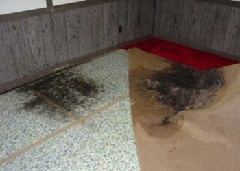 how to get black mold out of carpet