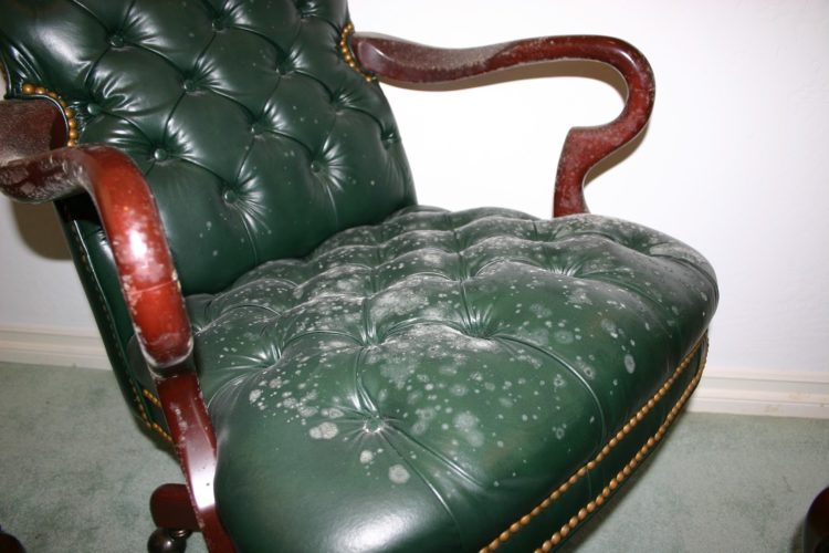 how to clean off mold from furniture