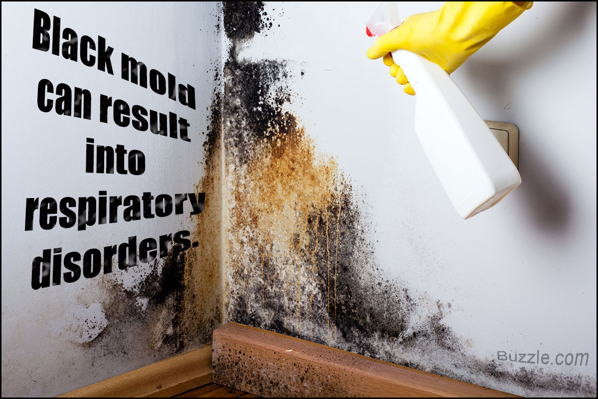 what-kills-mold-permanently