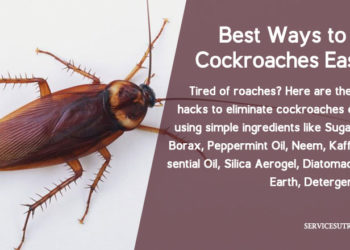 does borax kill roaches instantly