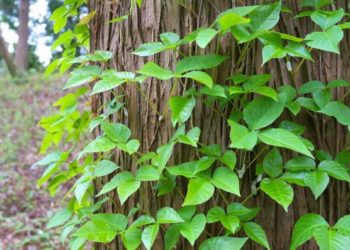 how do i get rid of sumac trees