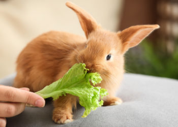 do rabbits eat bougainvillea