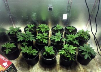 How much light do cactus seedlings need?