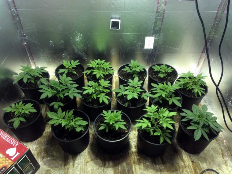 How much light do cactus seedlings need?