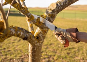 What is the best saw for cutting branches?
