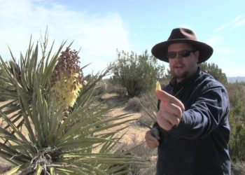 Do yucca plants need repotting?