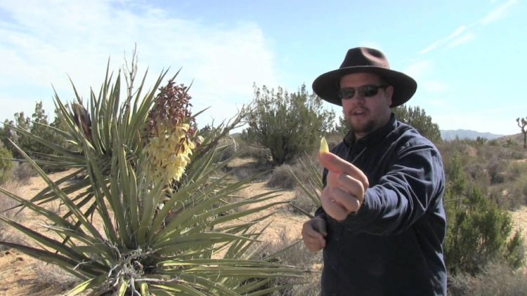 Do yucca plants need repotting?