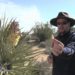 Do yucca plants need repotting?
