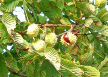 chestnut tree seeds