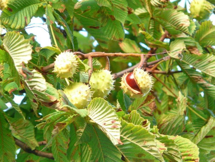 chestnut tree seeds