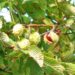chestnut tree seeds