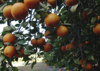 when to fertilize citrus