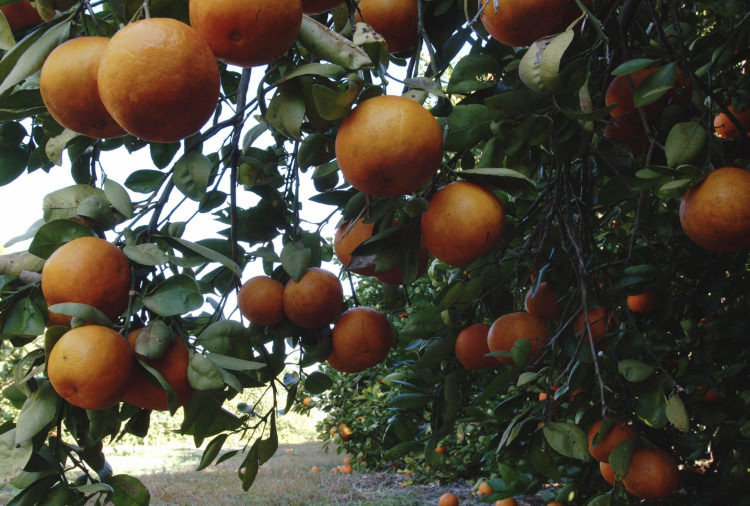 when to fertilize citrus