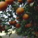 when to fertilize citrus