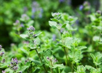 do catnip plants repel mosquitoes
