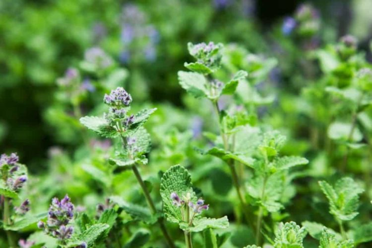 do catnip plants repel mosquitoes