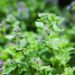 do catnip plants repel mosquitoes