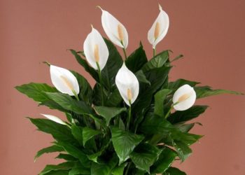potted sympathy plants