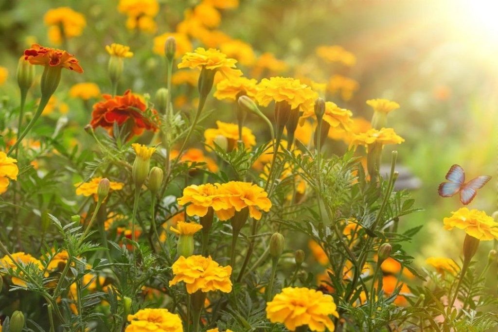 What Plants Grow Best In Clay Soil 