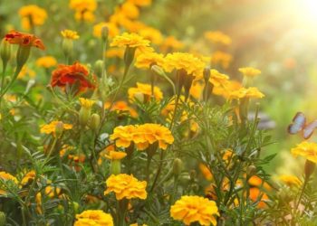 marigolds clay soil