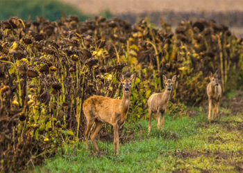 do deer like sunflowers