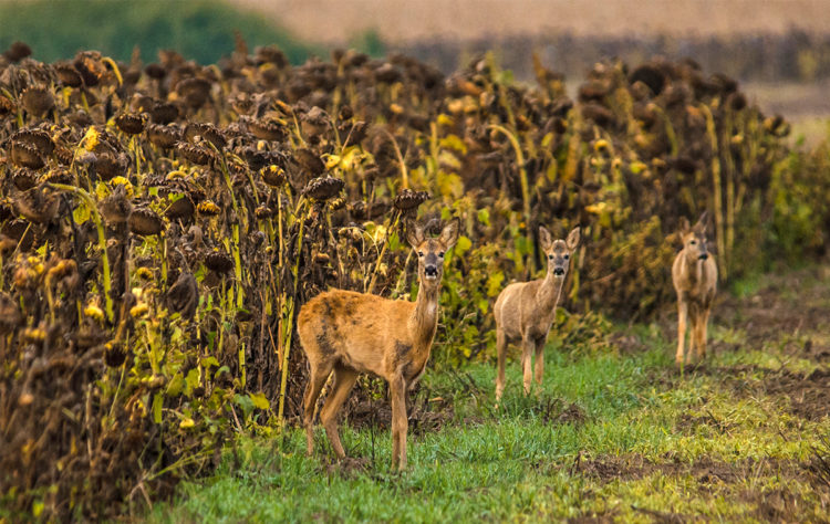 What plants keep deer away?