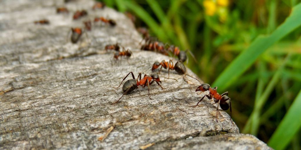 What Repels Ants Outside 1024x512 