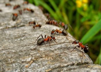 what repels ants in garden