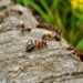 what repels ants in garden