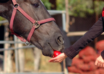 horse apples for roaches