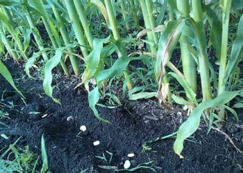planting pole beans next to tomatoes