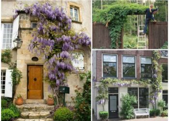 can i grow wisteria in a pot