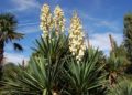 how to pot a yucca plant