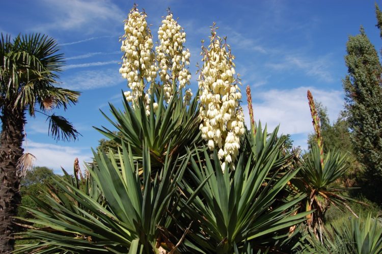 how to pot a yucca plant
