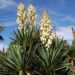 how to pot a yucca plant