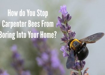 how to stop carpenter bees from eating wood