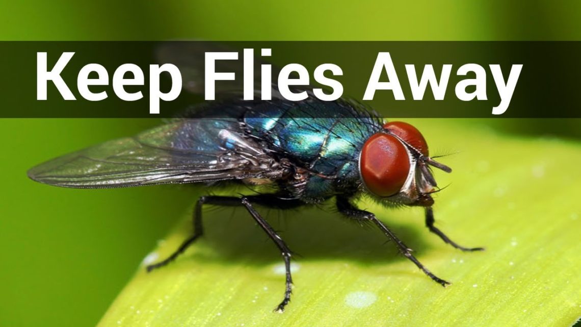 what-smell-will-keep-flies-away