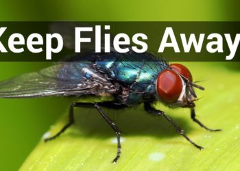 how to keep flies away from porch