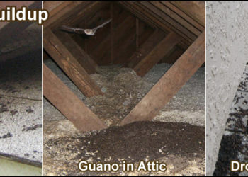 how to get rid of bats in roof space