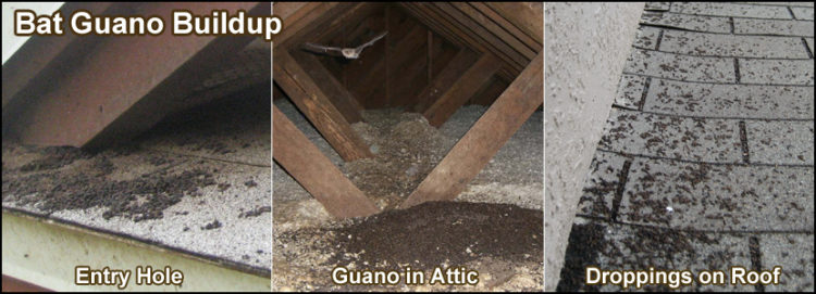 how to get rid of bats in roof space