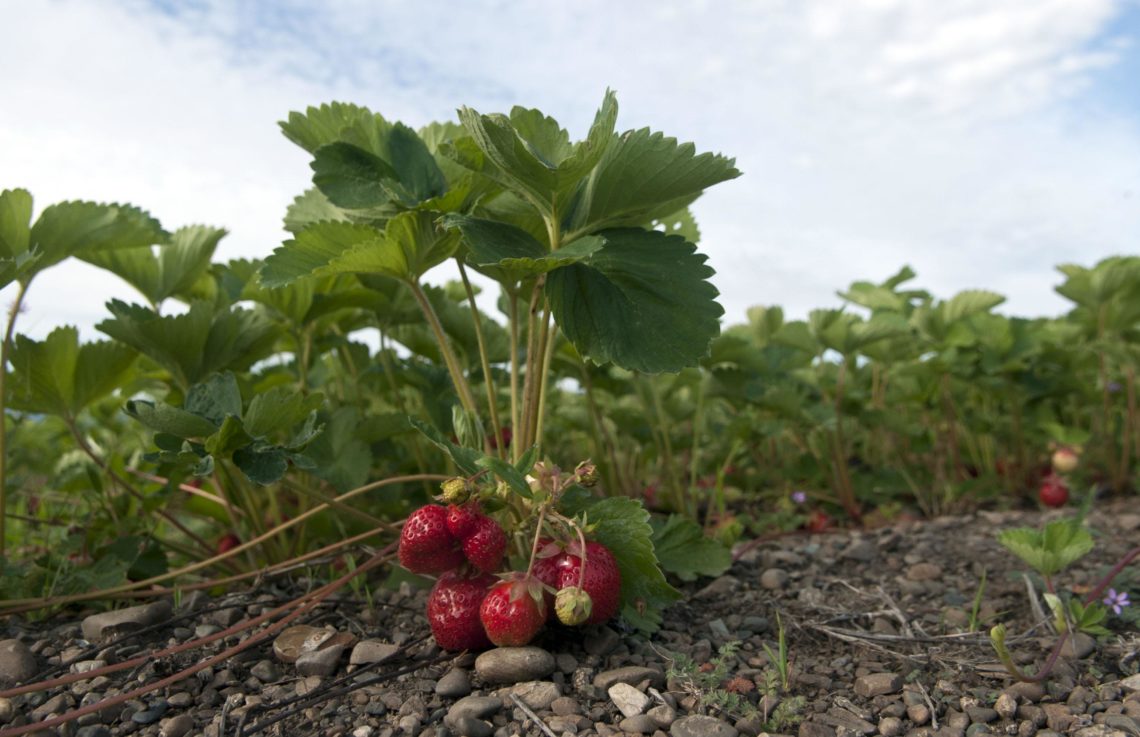 What temperature can you plant strawberries?