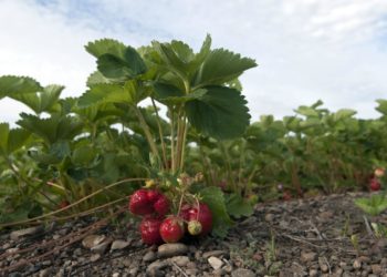 when is the best time to plant strawberries in michigan