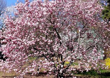 how to prune a magnolia tree