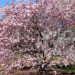 how to prune a magnolia tree