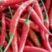 when to pick cayenne peppers